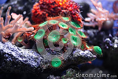 Coral reef colony actinia in Red sea in Egypt Stock Photo