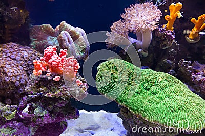 Coral Reef Stock Photo