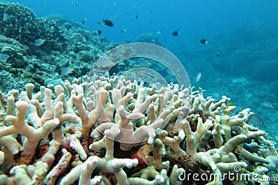 Coral reef and colorful fish Stock Photo