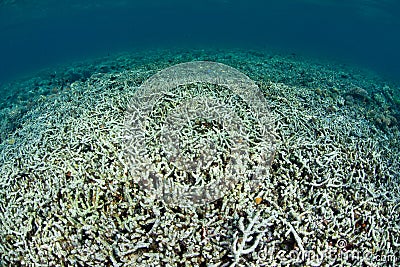 Destroyed Coral Reef in Indonesia Stock Photo