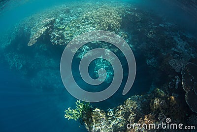 Coral Reef Drop Off Stock Photo