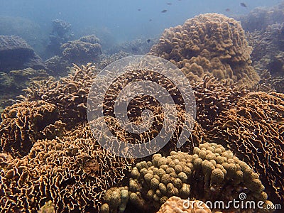 Coral reef ecosystem in the blue background Stock Photo