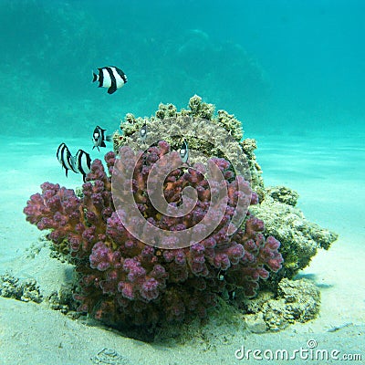 Coral reef with exotic fishes dascyllus in tropical sea, underwater Stock Photo