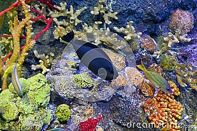 Coral Reef fish, Black, large protrusion or nose Stock Photo