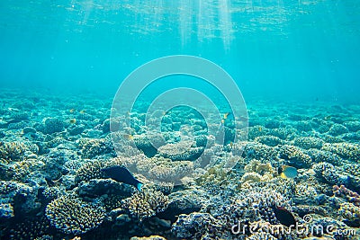 coral reef with fishes Stock Photo