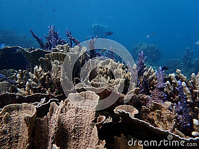 Coral Reef and Frends Stock Photo