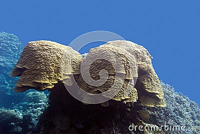 Coral reef with grat porites coral at the bottom of tropical sea Stock Photo
