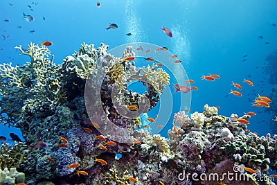 Coral reef with hard corals and exotic fishes anthias at the bottom of tropical sea on blue water background Stock Photo