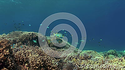 Coral Reef with Healthy Staghorn Corals. 4k Stock Footage - Video of ...