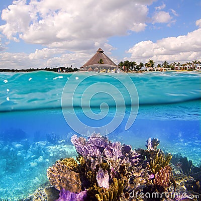 Coral reef in Mayan Riviera Cancun Mexico Stock Photo