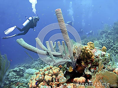 Coral Reef off Aruba w/ Large Tube Sponges Stock Photo