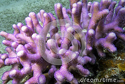 Coral reef with pink finger coral in tropical sea, underwater Stock Photo