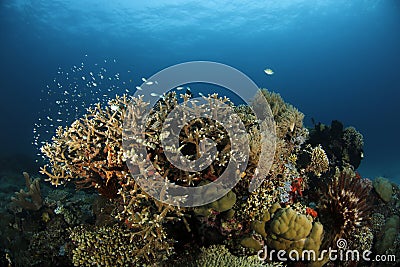 Coral Reef Raja Ampat Stock Photo