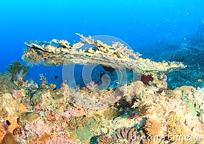 Coral reef in Raja Ampat Stock Photo