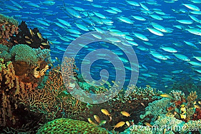 Coral Reef Raja Ampat Stock Photo