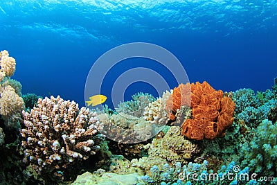 Coral Reef Scene Stock Photo