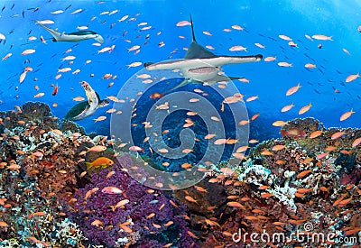 Coral reef and school of fish. Stock Photo