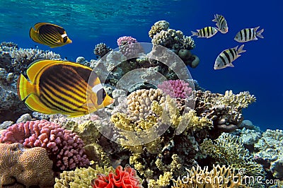 .Underwater Scene With Coral Reef And Exotic Fishes Stock Photo