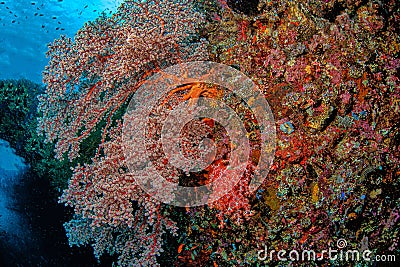 Coral reef South Pacific Stock Photo