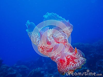 Coral reef Spanish Dancer nudibranch Stock Photo