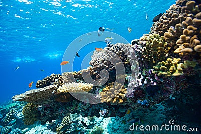 Coral reef underwater Stock Photo