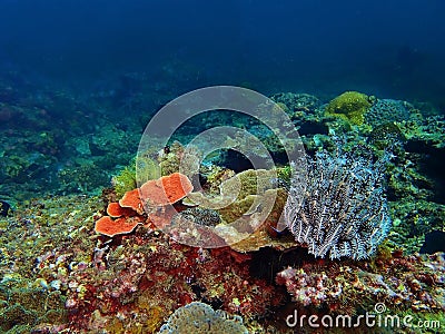 The beauty of underwater world diving in Sabah, Borneo. Stock Photo