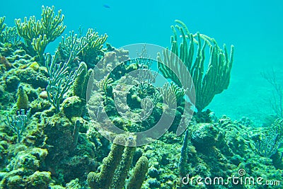 Coral reef in Caribbean Stock Photo