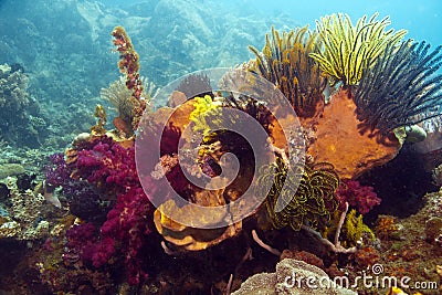 Coral reef Stock Photo