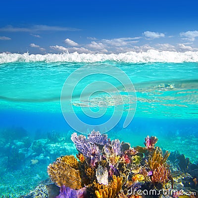 Coral reef underwater up down waterline Stock Photo