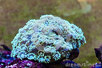 Coral reefs Stock Photo