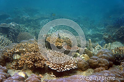 Coral reefs Stock Photo