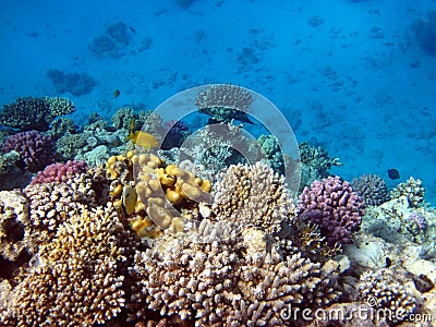 Coral reefs and fish Stock Photo