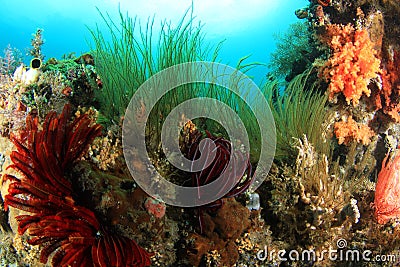 Coral reefs and fishes Stock Photo