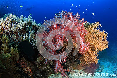 Coral reefs and fishes Stock Photo