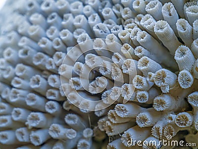 Coral remains Ð° skeleton specimen. Greece Stock Photo