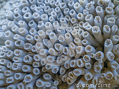 Coral remains Ð° skeleton specimen. Greece Stock Photo