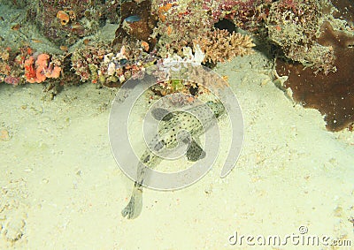 Coral rock grouper Stock Photo