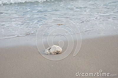 Coral Rock on the Sandy Beach Stock Photo