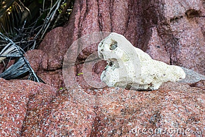 Coral on a rock with a strange shape of a monster head Stock Photo