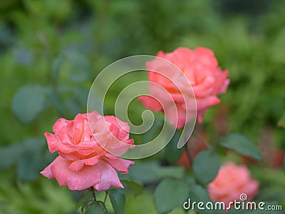 Coral rose blossoming on natural green background Stock Photo