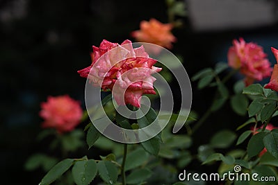 Coral rose at rosary. Flowers grow in the garden. Roses in summer or autumn in daylight after rain Stock Photo