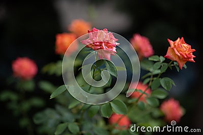 Coral rose at rosary. Flowers grow in the garden. Roses in summer or autumn in daylight after rain Stock Photo