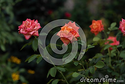 Coral rose at rosary. Flowers grow in the garden. Roses in summer or autumn in daylight after rain Stock Photo
