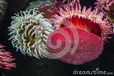 Coral and sea anemones at the Ripley`s Aquarium in Toronto Ontario Canada Stock Photo