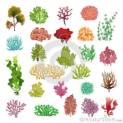 Coral and seaweed. Underwater flora, sea water seaweeds aquarium game kelp and corals. Ocean plants vector set Vector Illustration