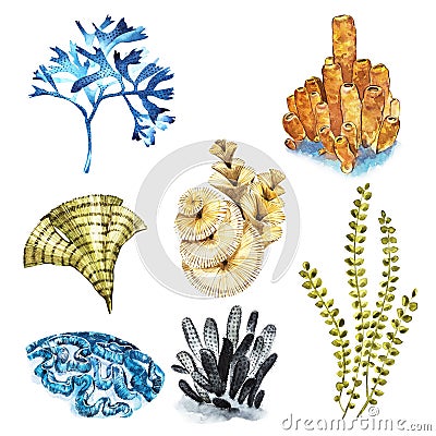 Coral set. Aquarium concept for Tattoo art or t-shirt design isolated on white background. Stock Photo