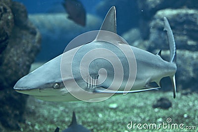 Coral Shark Stock Photo