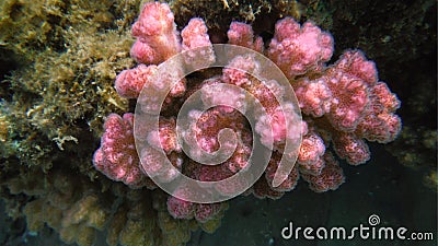 Coral shells and colorful fish Stock Photo