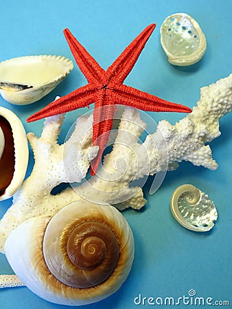 Coral, shells and starfish Stock Photo