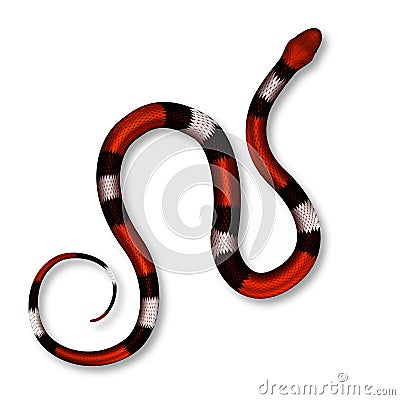 Coral Snake, Poisonous And Danger Mammal Vector Vector Illustration